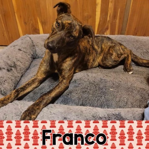 Franco 1