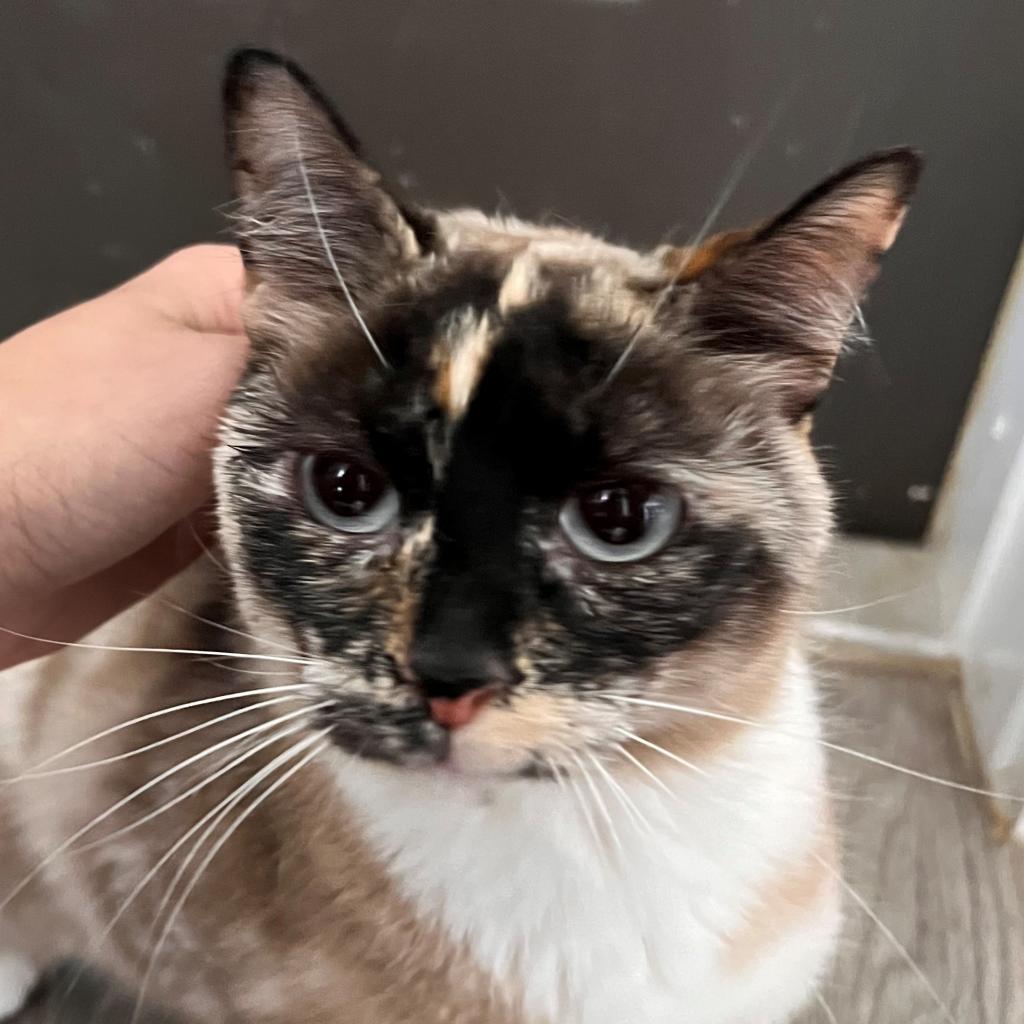 Miss Scarlet, an adoptable Domestic Short Hair in Freeport, FL, 32439 | Photo Image 1