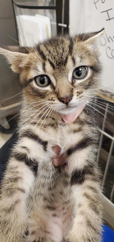 Teagan, an adoptable Domestic Short Hair in Bossier City, LA, 71111 | Photo Image 2