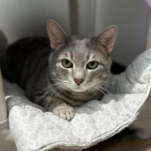 If this animal is located at our Manhattan Adoption Center head in to meet them and see if you are