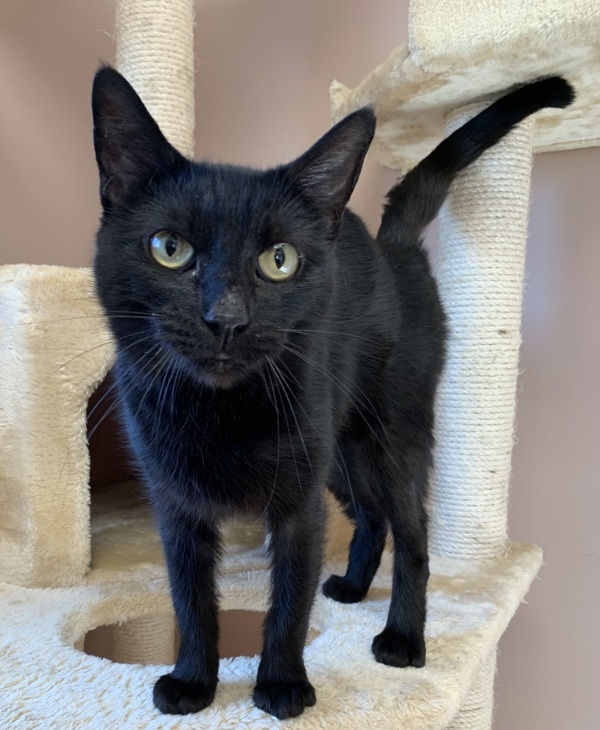 Bonita, an adoptable Domestic Short Hair in Great Falls, MT, 59405 | Photo Image 1