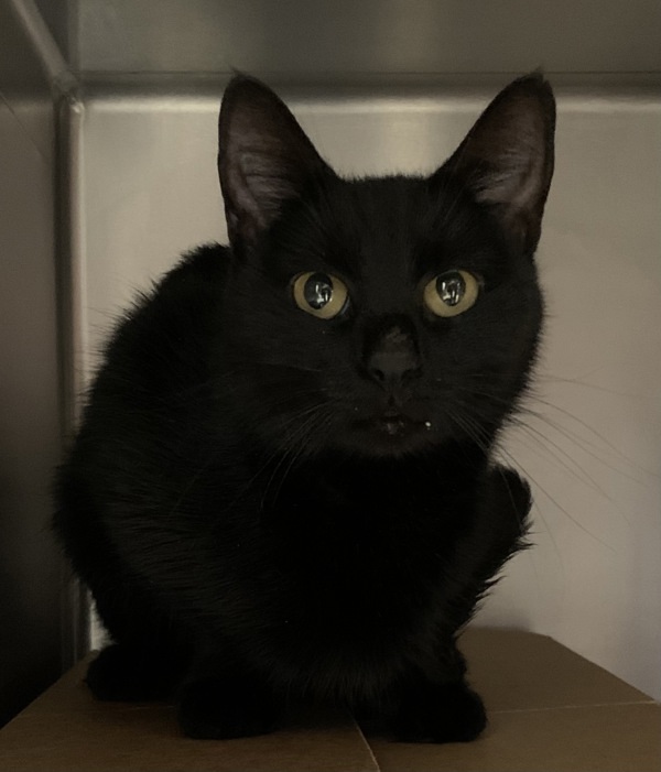 Bonita, an adoptable Domestic Short Hair in Great Falls, MT, 59405 | Photo Image 2