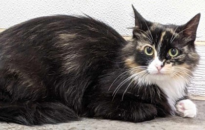 Agatha, an adoptable Domestic Medium Hair, Domestic Short Hair in La Harpe, KS, 66751 | Photo Image 1