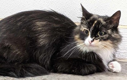 Agatha, an adoptable Domestic Medium Hair, Domestic Short Hair in La Harpe, KS, 66751 | Photo Image 2