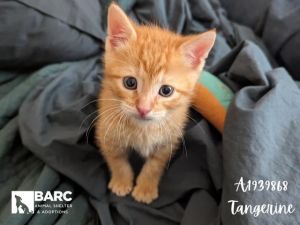 Meet Tangerine the charming orange dude on a quest for his forever family He is a social butterfly