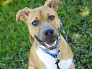 COOPER Boxer Dog