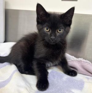 BLACKBERRY Domestic Short Hair Cat