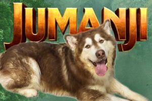 JUMANJI Alaskan Malamute Dog