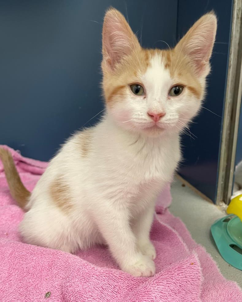 Cat for adoption venice a domestic medium hair in tracy ca petfinder