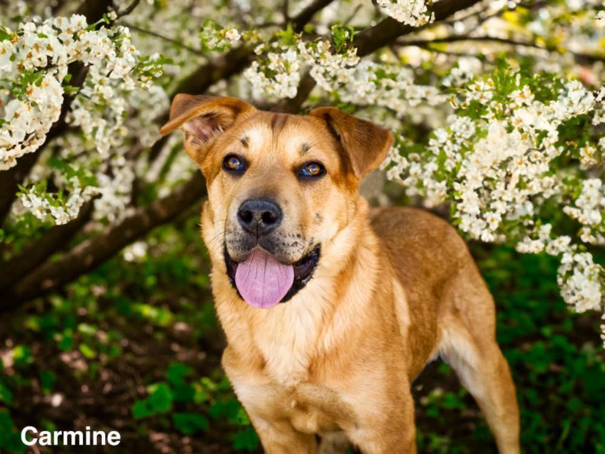 CARMINE, an adoptable Mixed Breed in Santa Fe, NM, 87507 | Photo Image 1