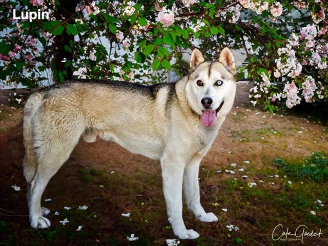 LUPIN, an adoptable Mixed Breed in Santa Fe, NM, 87507 | Photo Image 1