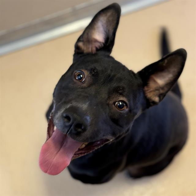 Dog, an adoptable Pit Bull Terrier, Mixed Breed in Blythe, CA, 92225 | Photo Image 1