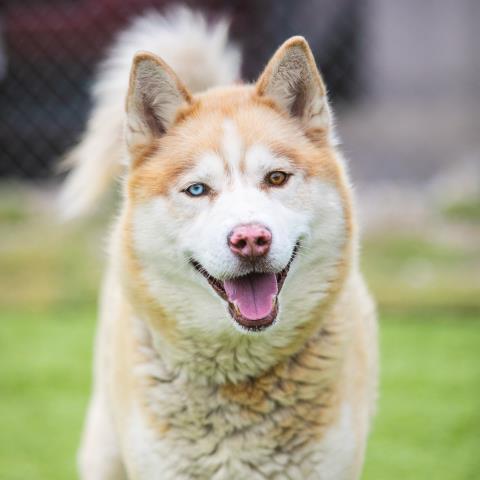 NUTMEG, an adoptable Siberian Husky in Camarillo, CA, 93010 | Photo Image 1