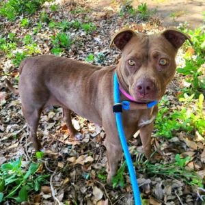 CARAMEL Pit Bull Terrier Dog