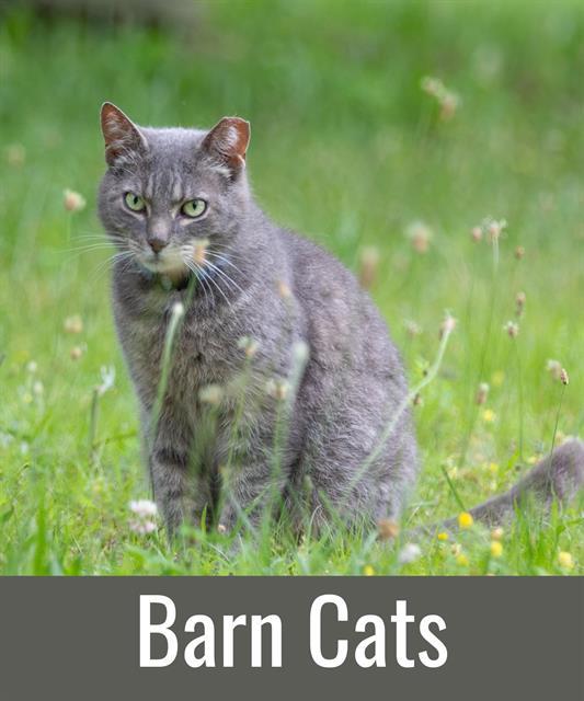 BARN CATS