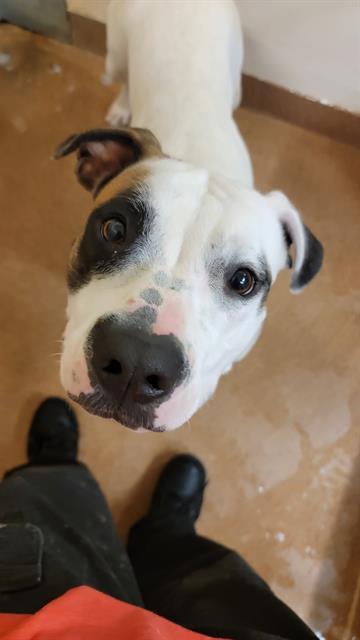 WINTER, an adoptable Pit Bull Terrier in Casper, WY, 82601 | Photo Image 1