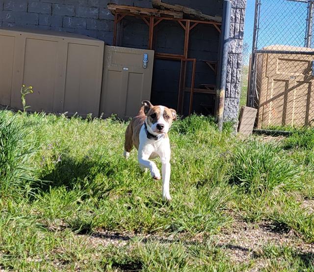 REBA, an adoptable Pit Bull Terrier, Mixed Breed in Casper, WY, 82601 | Photo Image 1