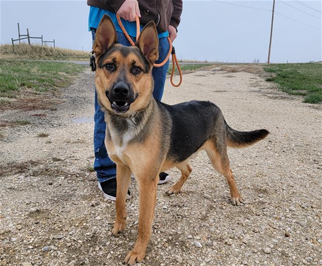 BRODY, an adoptable German Shepherd Dog in Casper, WY, 82601 | Photo Image 1