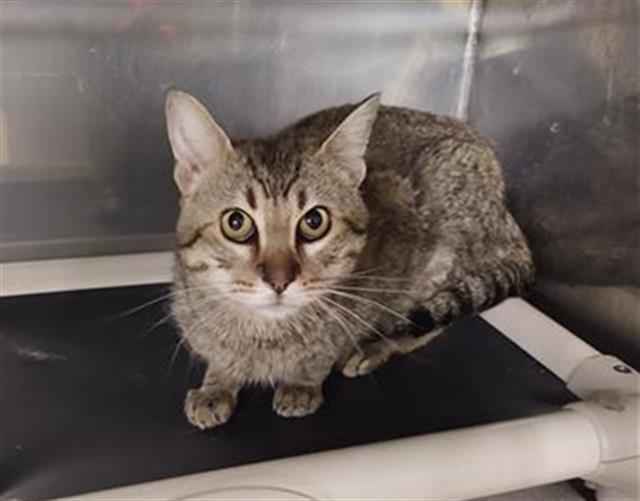 PIKE, an adoptable Domestic Short Hair in Casper, WY, 82601 | Photo Image 1