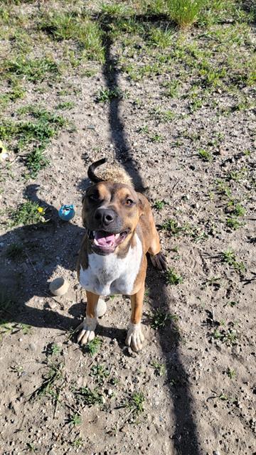 SPRING, an adoptable Mastiff, Pit Bull Terrier in Casper, WY, 82601 | Photo Image 1