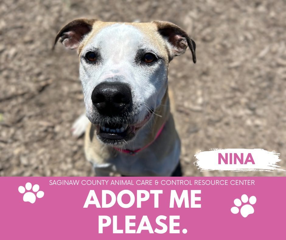 NINA, an adoptable Pit Bull Terrier, Mixed Breed in Saginaw, MI, 48602 | Photo Image 1