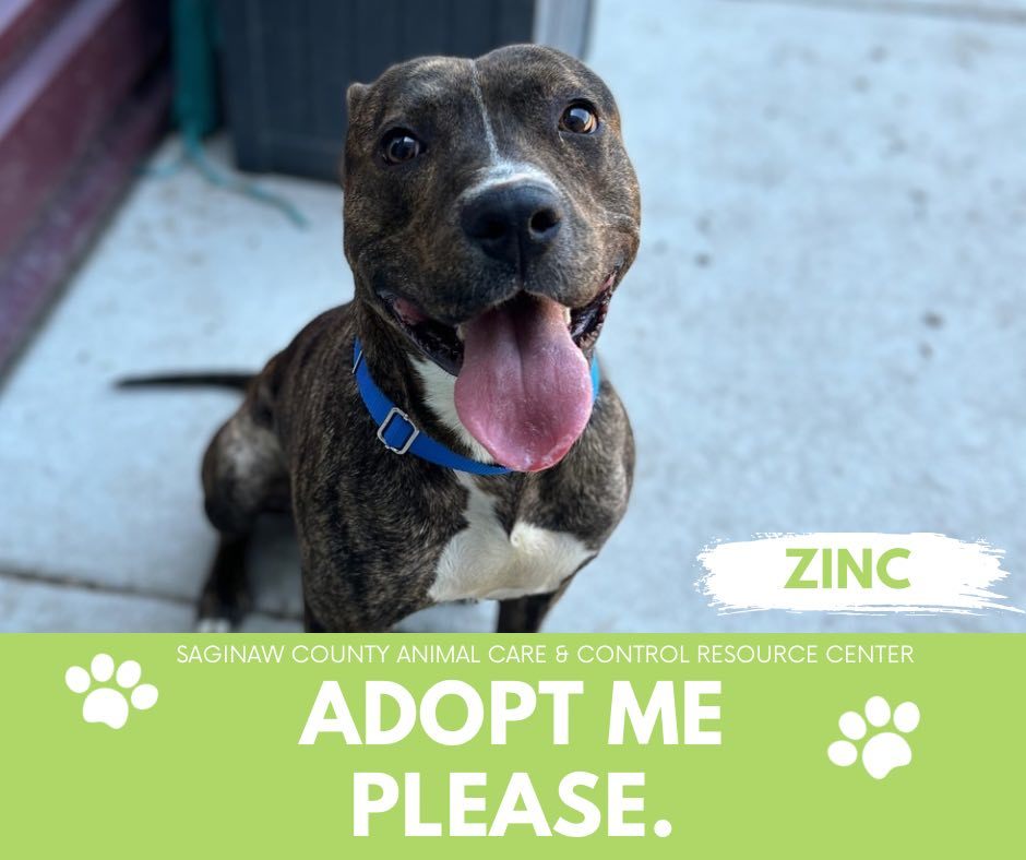 ZINC, an adoptable Pit Bull Terrier in Saginaw, MI, 48602 | Photo Image 1