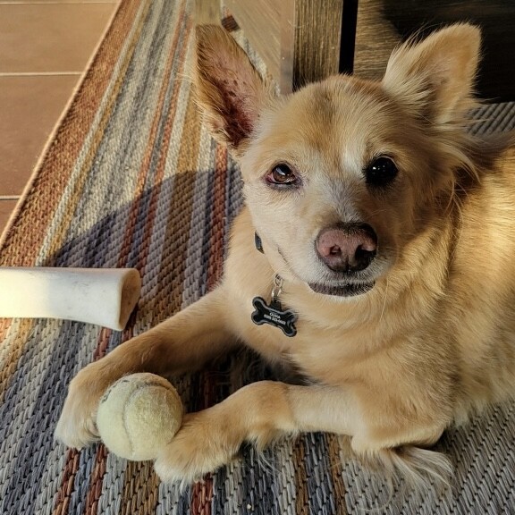 BUTTERS, an adoptable Pomeranian, Mixed Breed in Tucson, AZ, 85745 | Photo Image 1