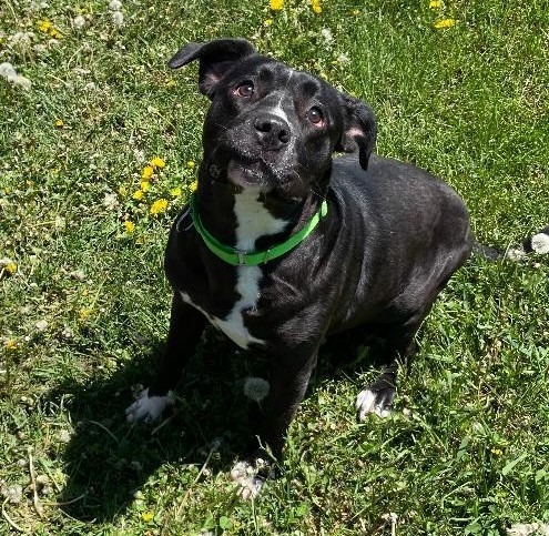 Chowder, an adoptable Mixed Breed in Crandon, WI, 54520 | Photo Image 1