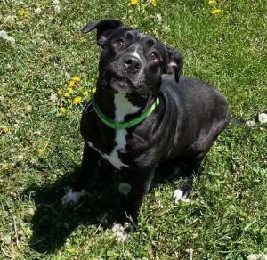 Chowder, Adult Female Mixed Breed