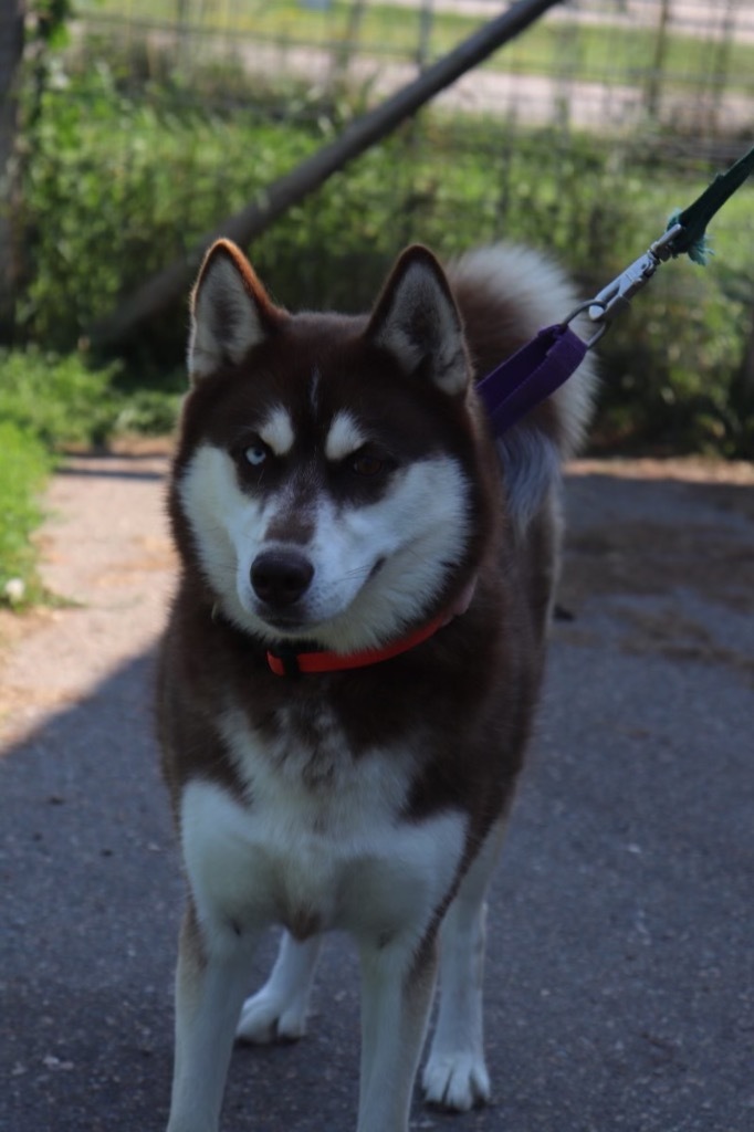 Gaia, an adoptable Husky in Crandon, WI, 54520 | Photo Image 1