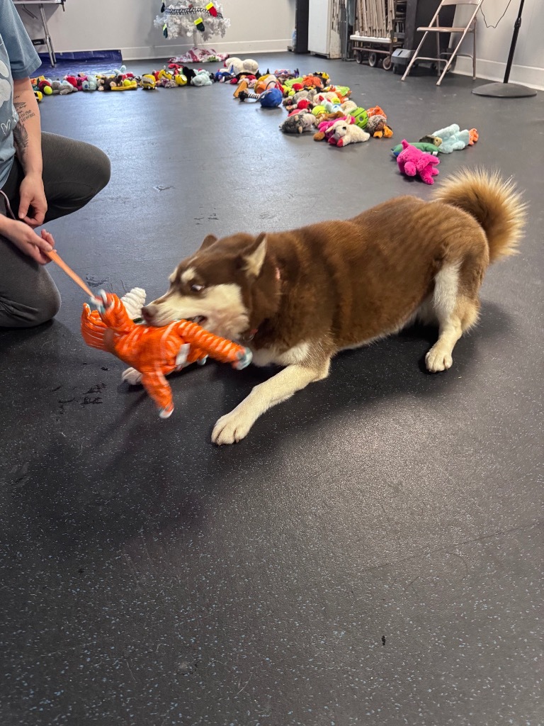 Gaia, an adoptable Husky in Crandon, WI, 54520 | Photo Image 1