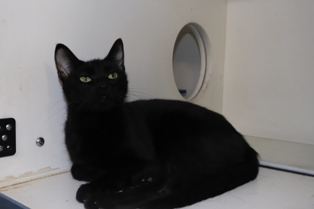 River, an adoptable Domestic Short Hair in Crandon, WI, 54520 | Photo Image 1