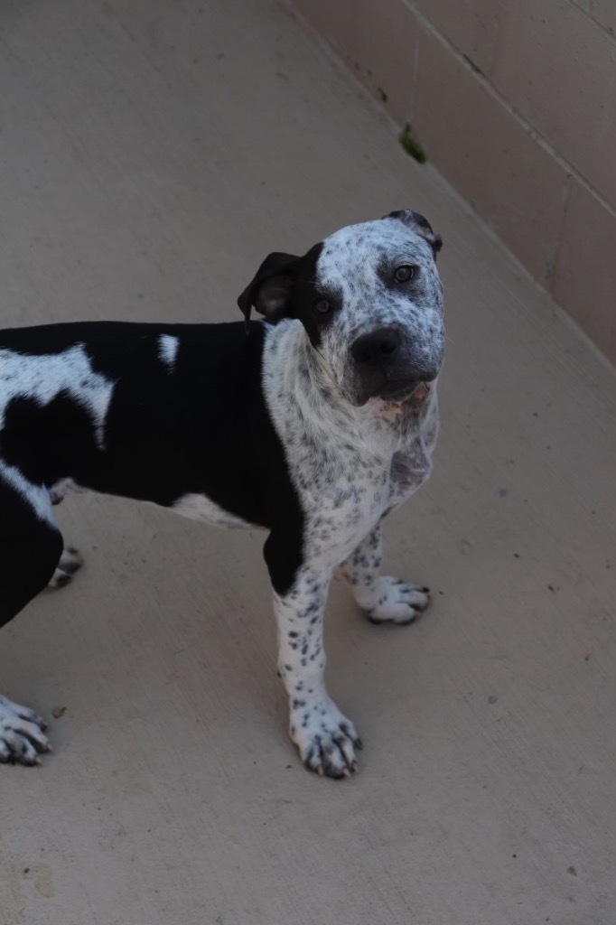 RugRats_Tommy, an adoptable Mixed Breed in Crandon, WI, 54520 | Photo Image 1