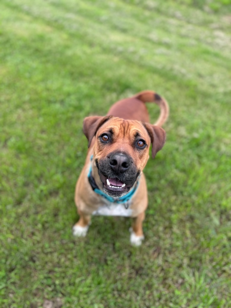 Herman, an adoptable Boxer, Mixed Breed in Crandon, WI, 54520 | Photo Image 1