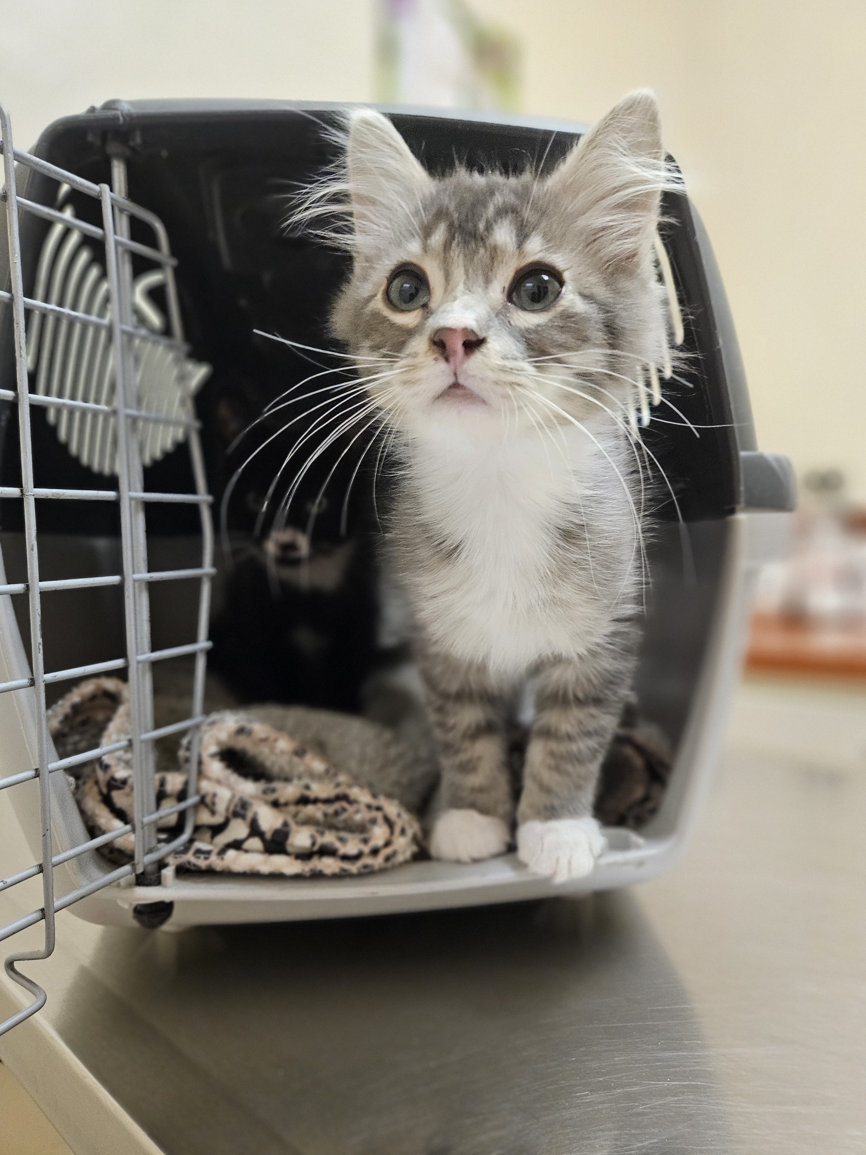 Theodore, an adoptable Domestic Long Hair in Twin Falls, ID, 83301 | Photo Image 1