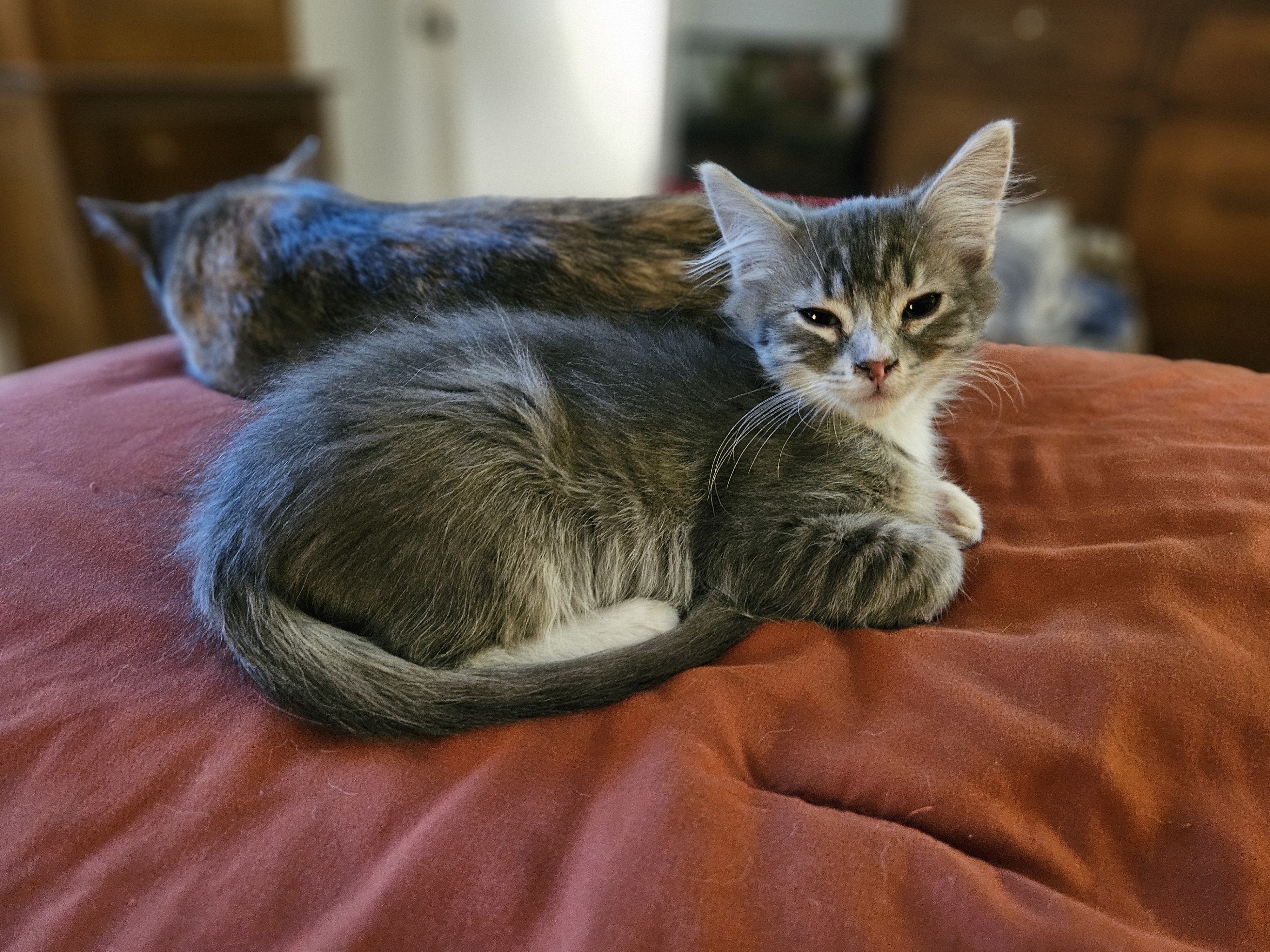 Theodore, an adoptable Domestic Long Hair in Twin Falls, ID, 83301 | Photo Image 2