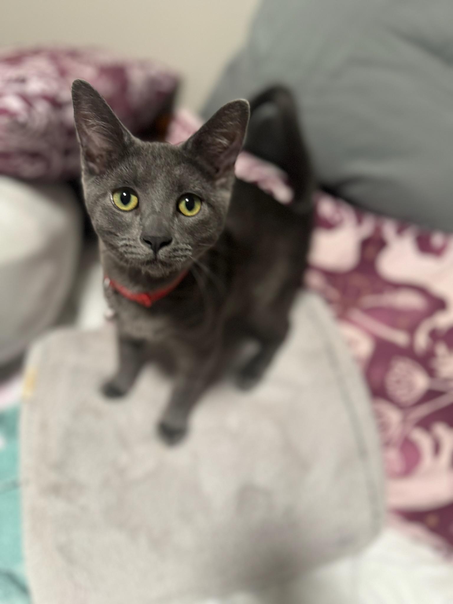 Rocky, an adoptable Domestic Medium Hair in Twin Falls, ID, 83301 | Photo Image 1