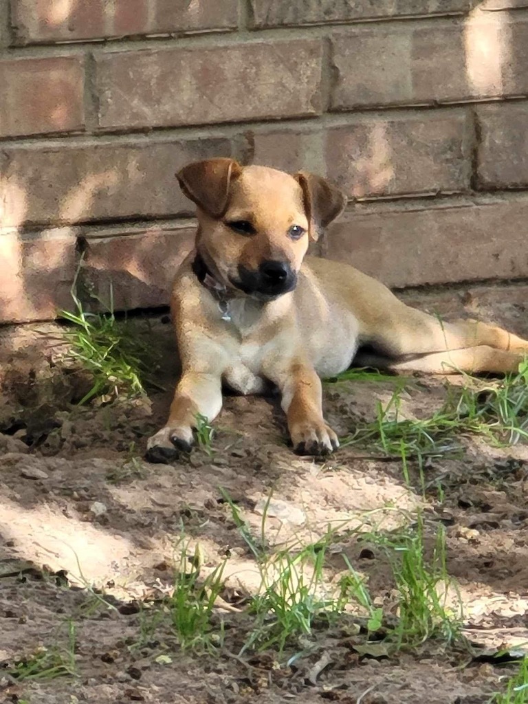 Penny, an adoptable Mixed Breed in Duncan, OK, 73533 | Photo Image 1