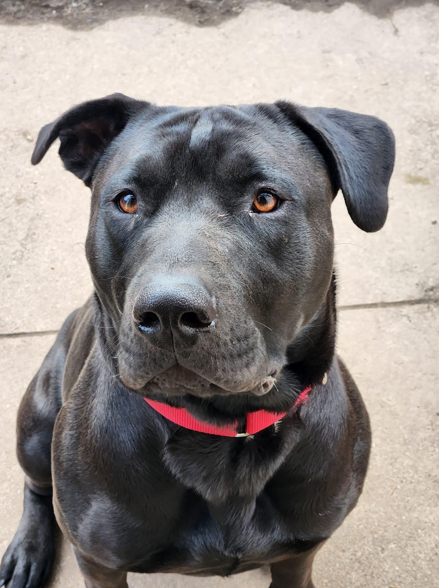 Hades, an adoptable Labrador Retriever, Mixed Breed in Neenah, WI, 54956 | Photo Image 1