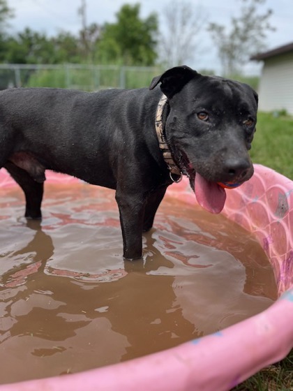 Hades, an adoptable Labrador Retriever, Mixed Breed in Neenah, WI, 54956 | Photo Image 2