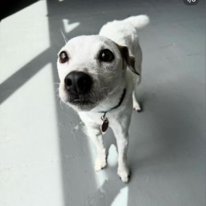 Meet Choji a 7 year old Jack Russell Terrier in search of his forever home Ori