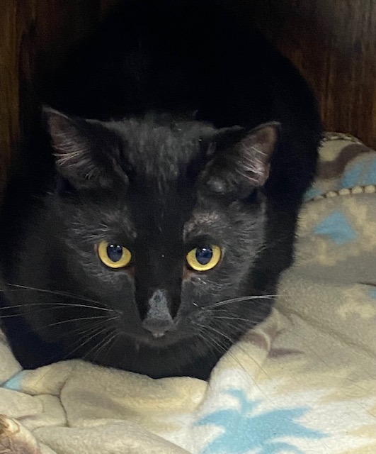 Moon, an adoptable Domestic Short Hair in Duncan, OK, 73533 | Photo Image 1