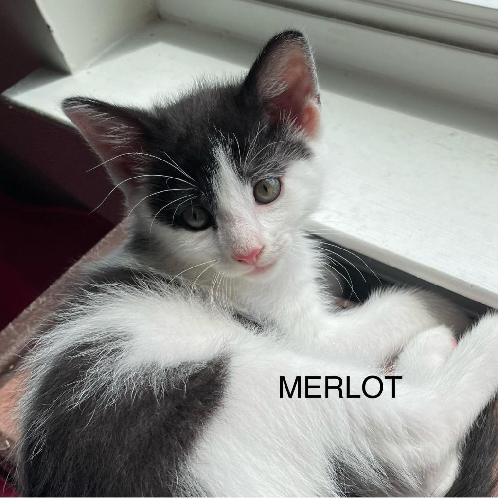 Merlot