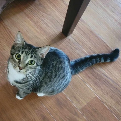 Spooky, an adoptable Domestic Short Hair in Bismarck, ND, 58507 | Photo Image 3