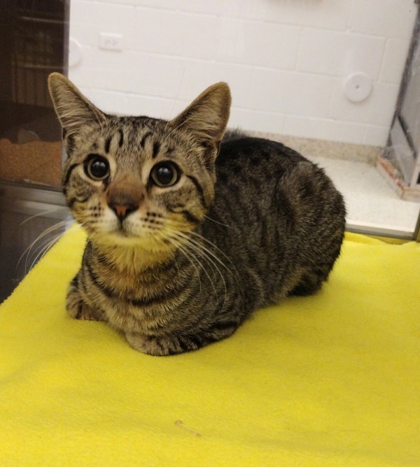 Pesto 41707, an adoptable Domestic Short Hair in Pocatello, ID, 83205 | Photo Image 1