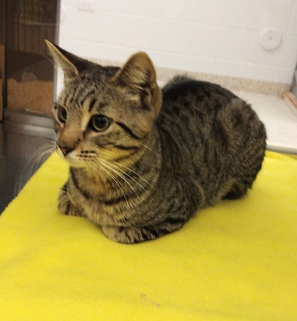 Pesto 41707, an adoptable Domestic Short Hair in Pocatello, ID, 83205 | Photo Image 2