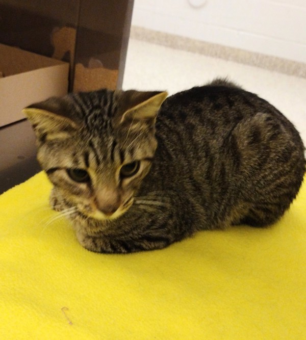 Pesto 41707, an adoptable Domestic Short Hair in Pocatello, ID, 83205 | Photo Image 3