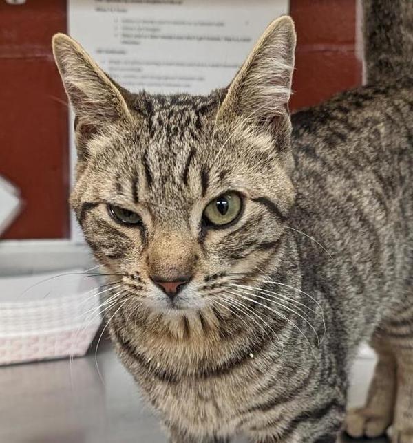 Pesto 41707, an adoptable Domestic Short Hair in Pocatello, ID, 83205 | Photo Image 4