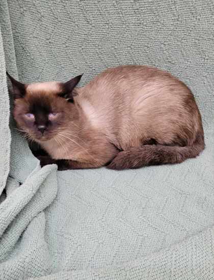 Master Po, an adoptable Siamese, Domestic Short Hair in McCook, NE, 69001 | Photo Image 1