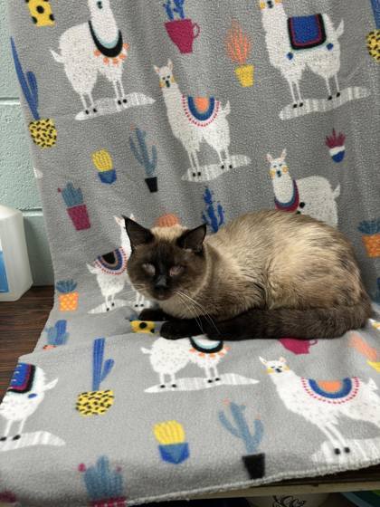 Master Po, an adoptable Siamese, Domestic Short Hair in McCook, NE, 69001 | Photo Image 2